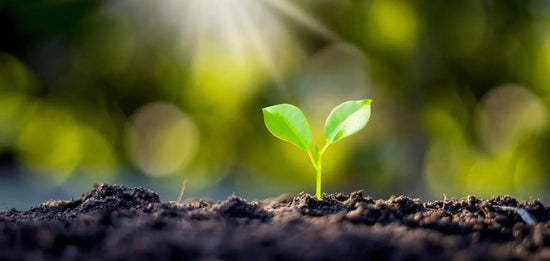 Using Organic Performance for Marketing Success