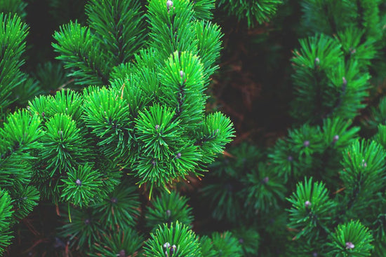 Exploring Evergreen Content in Depth